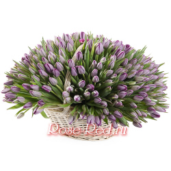 Большая корзина лавандовых тюльпанов