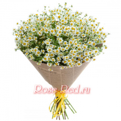 Любовь и верность