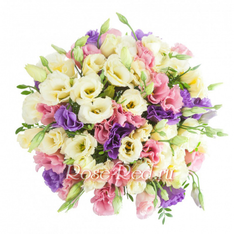 Вольный ветерок