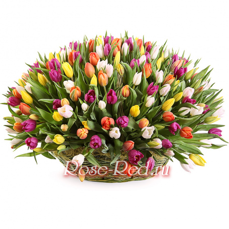 Корзина 151 тюльпан