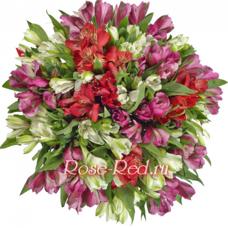 Красавица моя