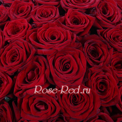 101 красавица