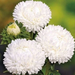 Букеты из хризантем